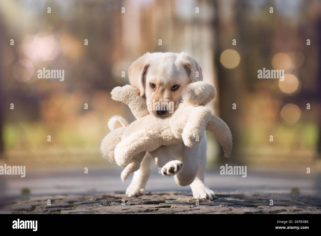 Labrador Retriever chiot Banque D'Images