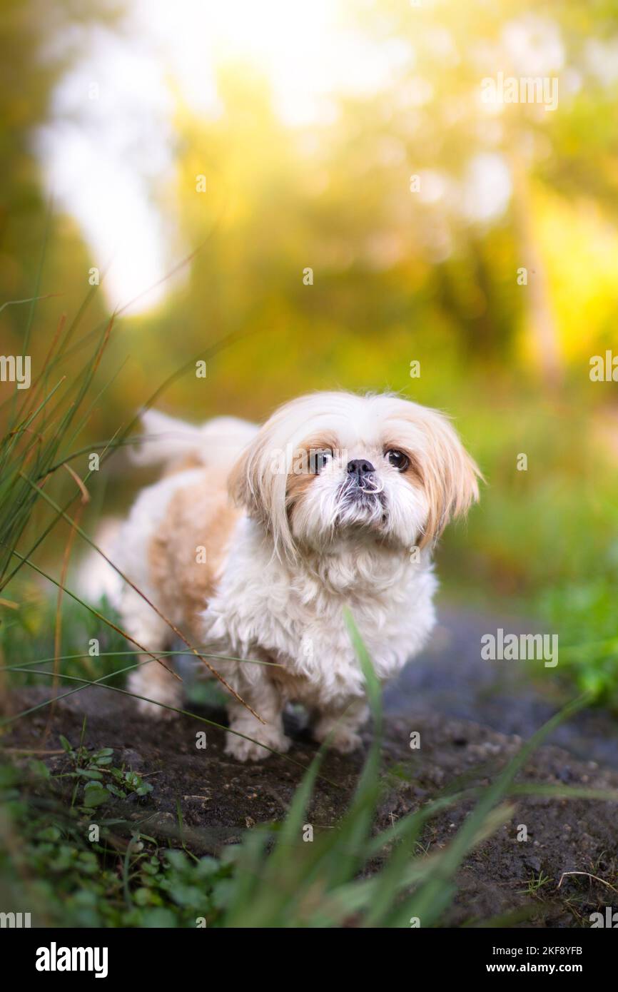 Shih Tzu, homme Banque D'Images