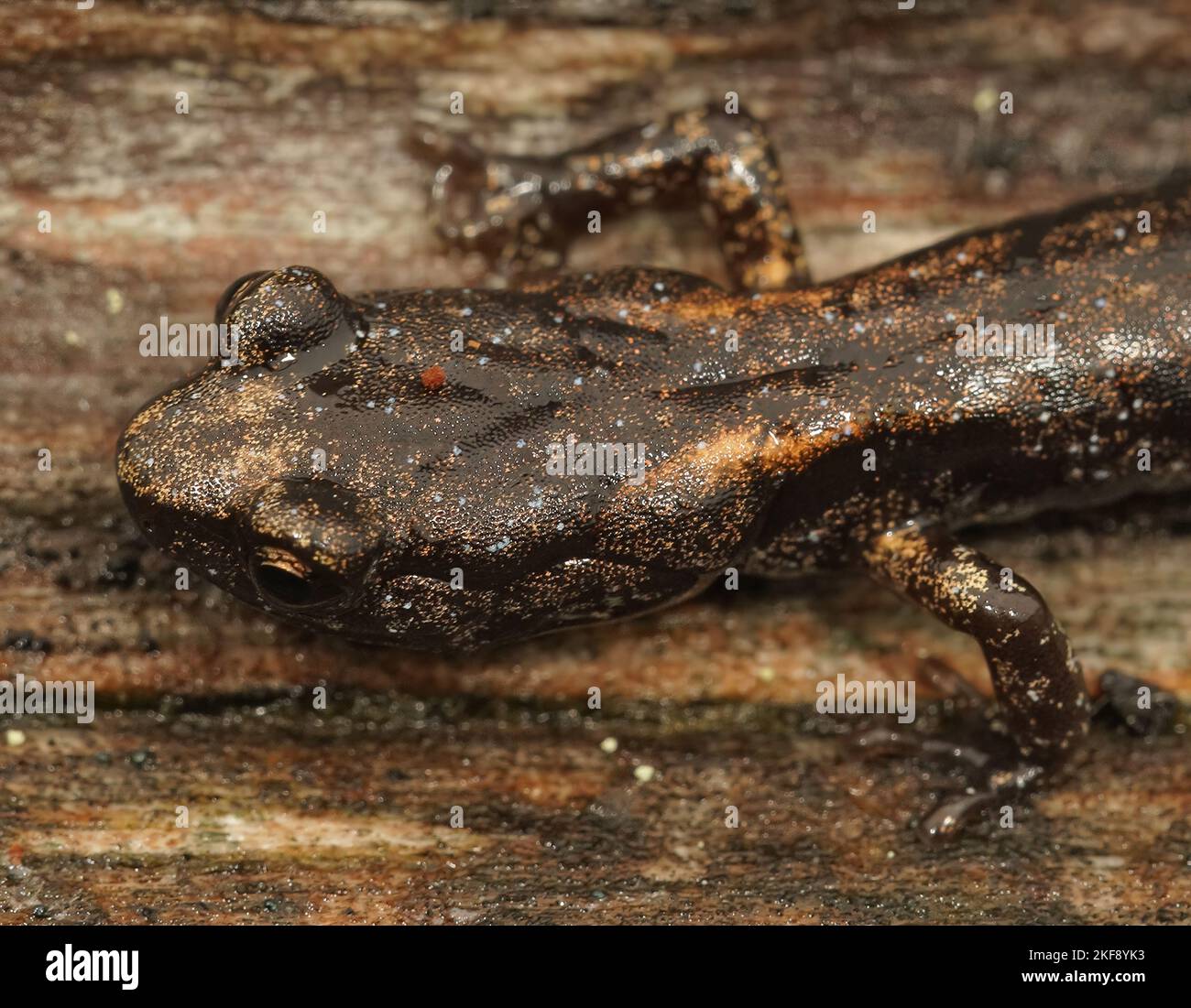 Gros plan sur une salamandre pourpre juvénile, Anoides ferreus, assise sur le séquoia dans le nord de la Californie Banque D'Images