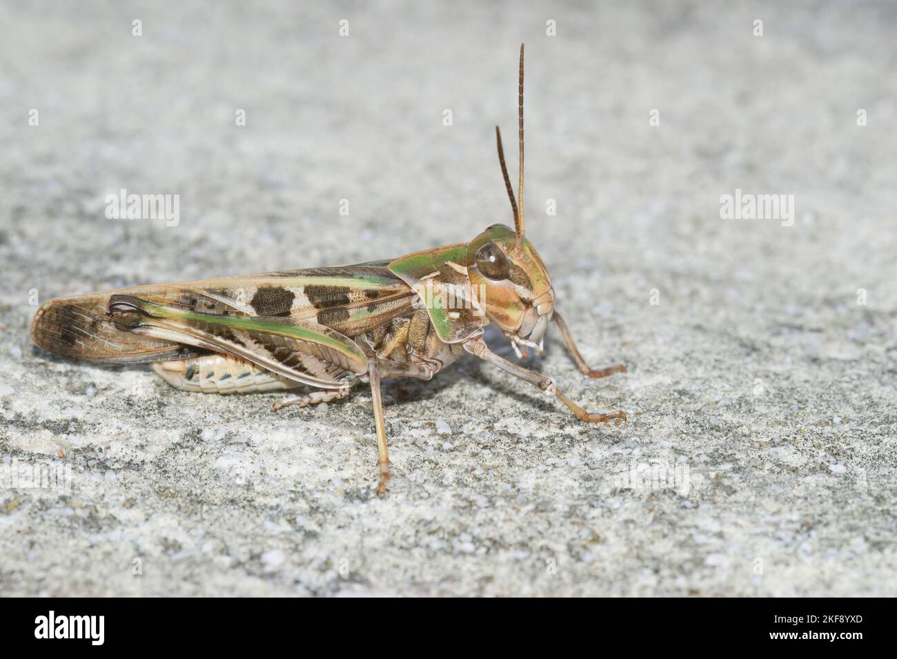 Gros plan détaillé sur la magnifique sauterelle méditerranéenne, Oedaleus decorus assis sur le sol Banque D'Images