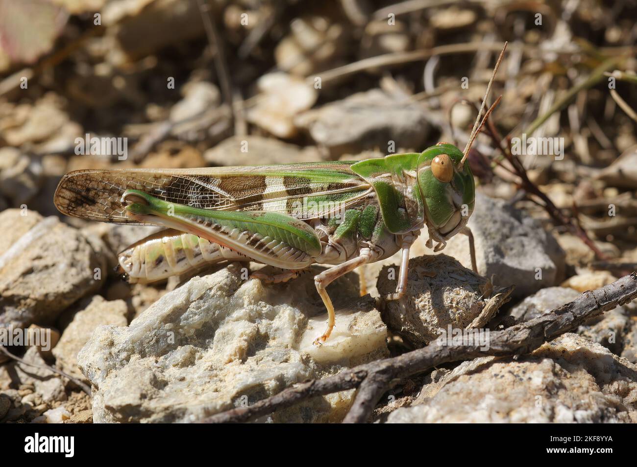 Gros plan détaillé sur la magnifique sauterelle méditerranéenne, Oedaleus decorus assis sur le sol Banque D'Images