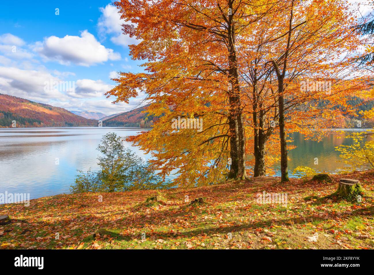 paysage de campagne au lac en automne. forêt en couleurs d'automne sur la rive couverte de feuillage déchu. paysage de montagne merveilleux après un beau temps Banque D'Images