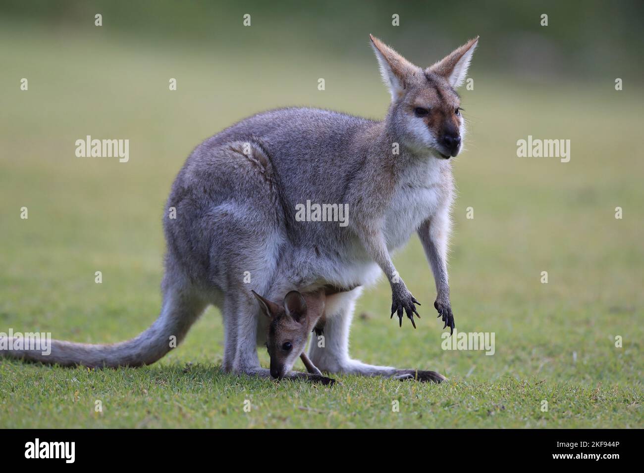 Wallaby à col rouge avec cub Banque D'Images