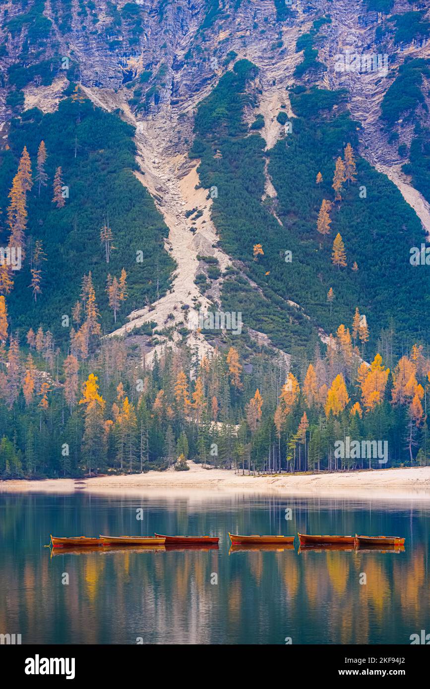 Un matin d'automne paisible avec beaucoup de couleurs d'automne des mélèzes et les célèbres bateaux à Pragser Wildsee (Lago Baies), un lac pittoresque dans Banque D'Images