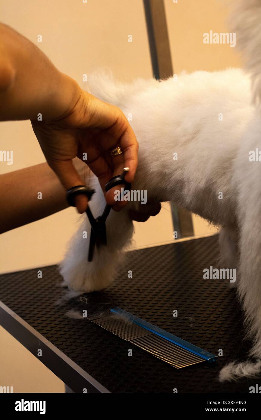photo d'un groomer qui tond la patte d'un chien avec des ciseaux sur une table Banque D'Images