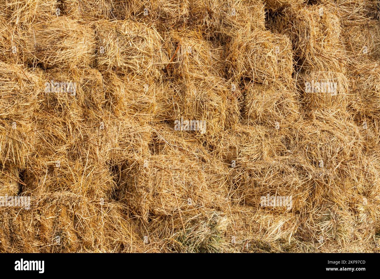 Foin sec pour l'alimentation des animaux de ferme stockés dans la grange de la ferme. Banque D'Images