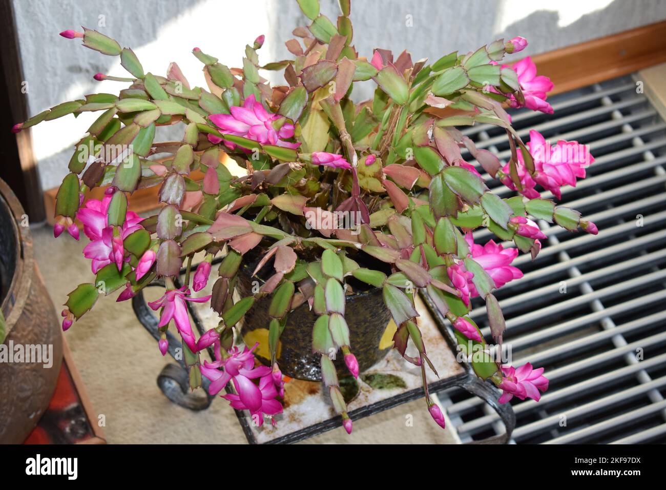 Blooming cactus rose Banque D'Images