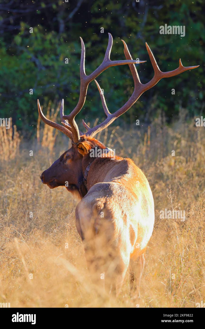 Un jeune cerf rouge debout sur le terrain par une journée ensoleillée Banque D'Images