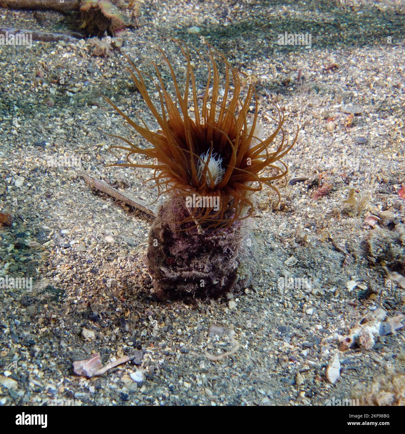 Anémone cylindrique ou anémone tube coloré (Cerianthus membranaceus) en mer Méditerranée Banque D'Images