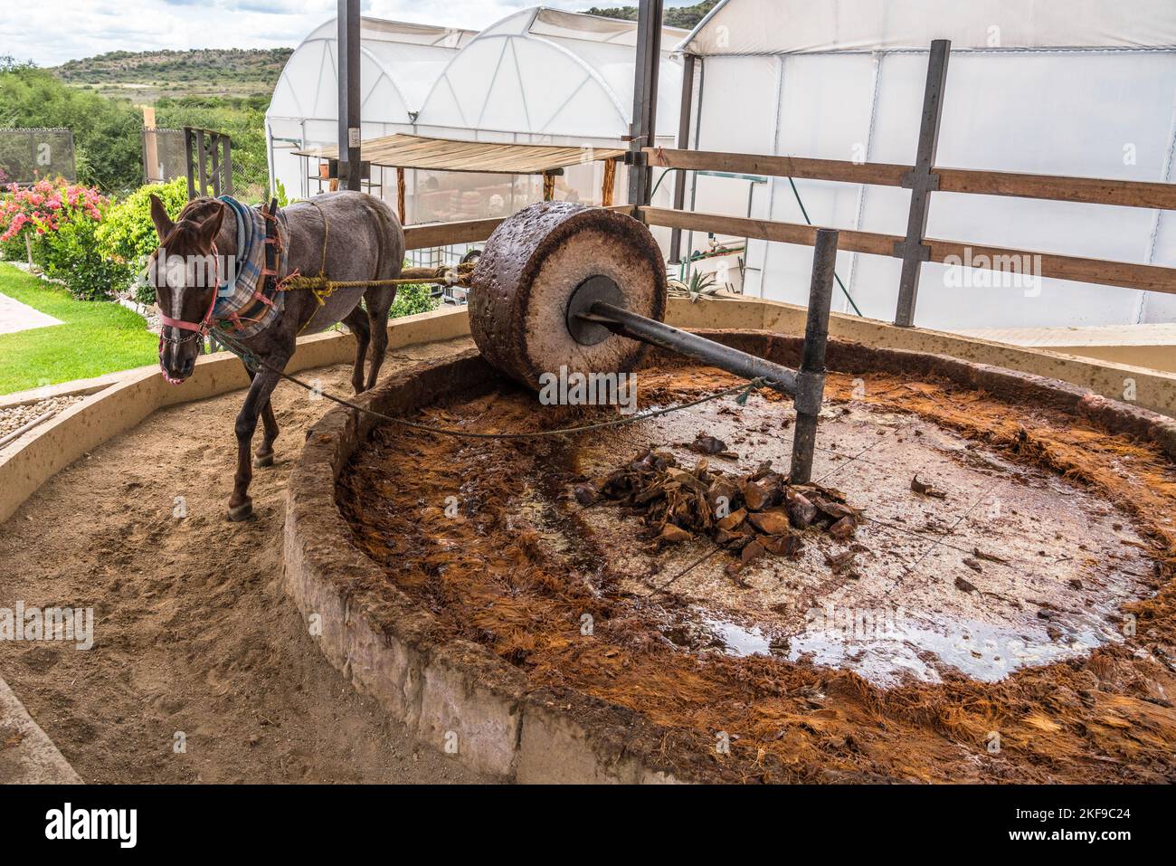 Un cheval tirant une roue de pierre pour écraser les cœurs d'agave torréfiés dans une distillerie artisanale de mezcal dans la vallée d'Oaxaca, au Mexique. Ce petit bus familial Banque D'Images