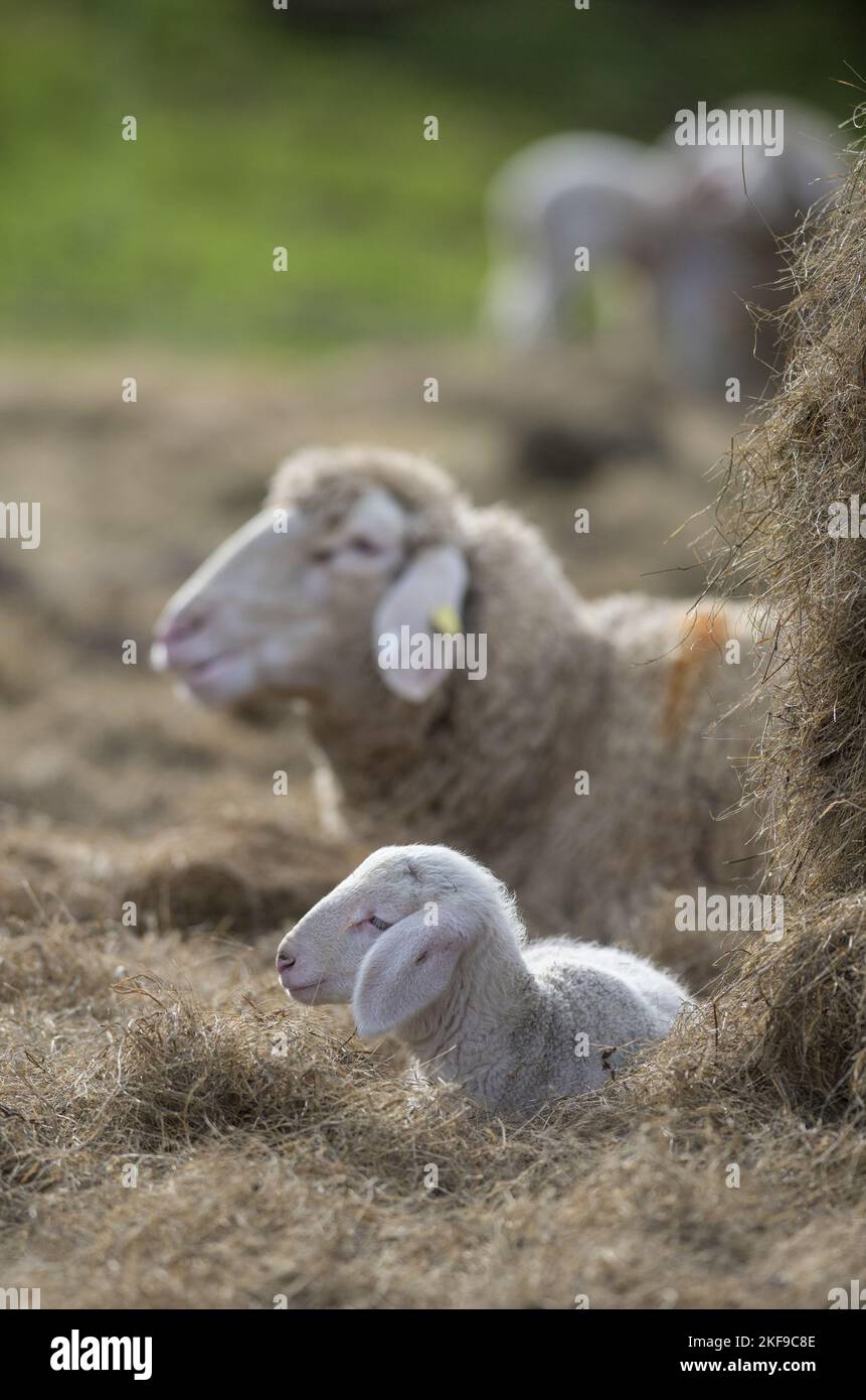 Moutons mérinos couchés Banque D'Images