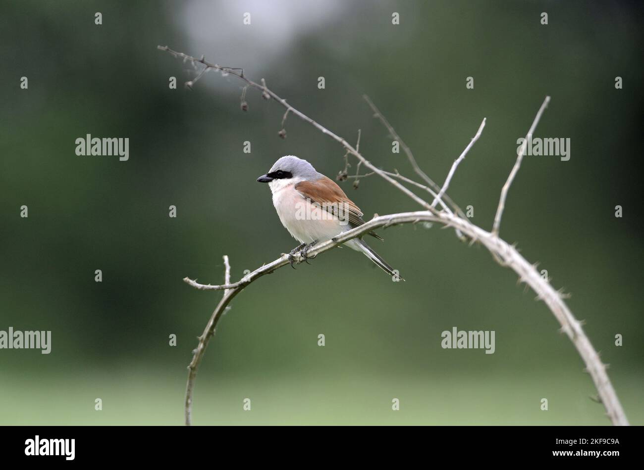 Shrike assis à dos rouge Banque D'Images