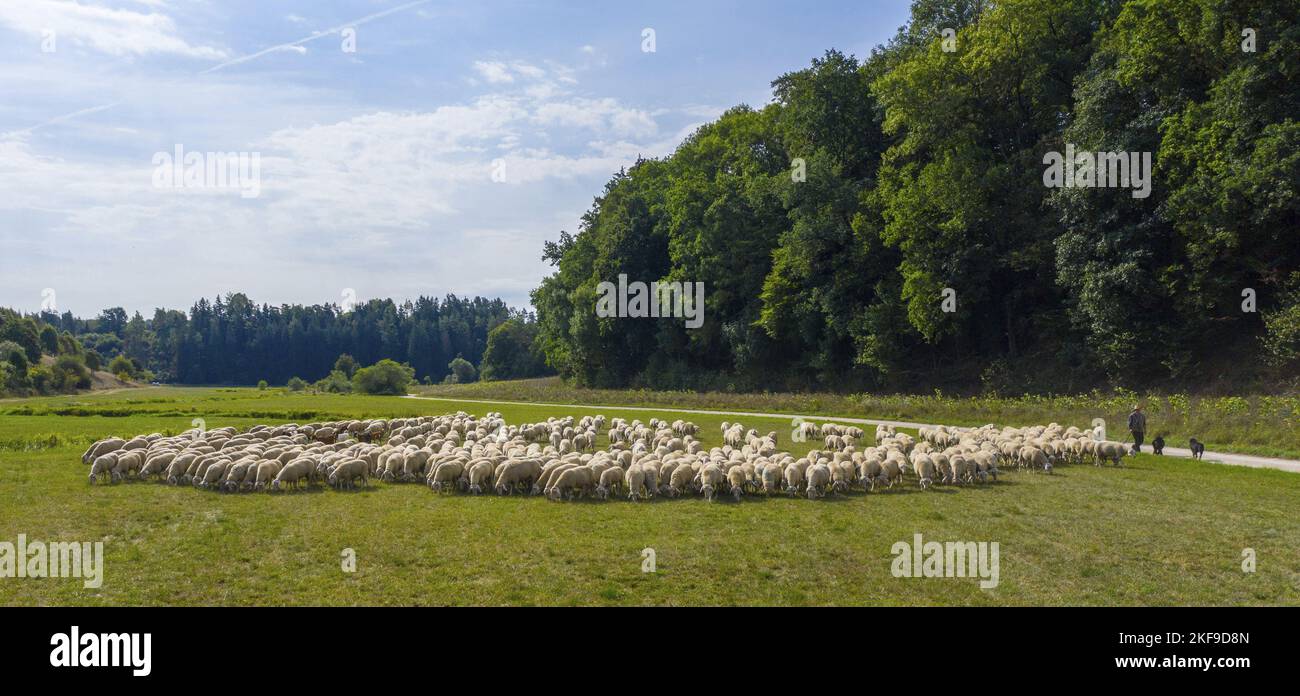 Merino moutons Banque D'Images