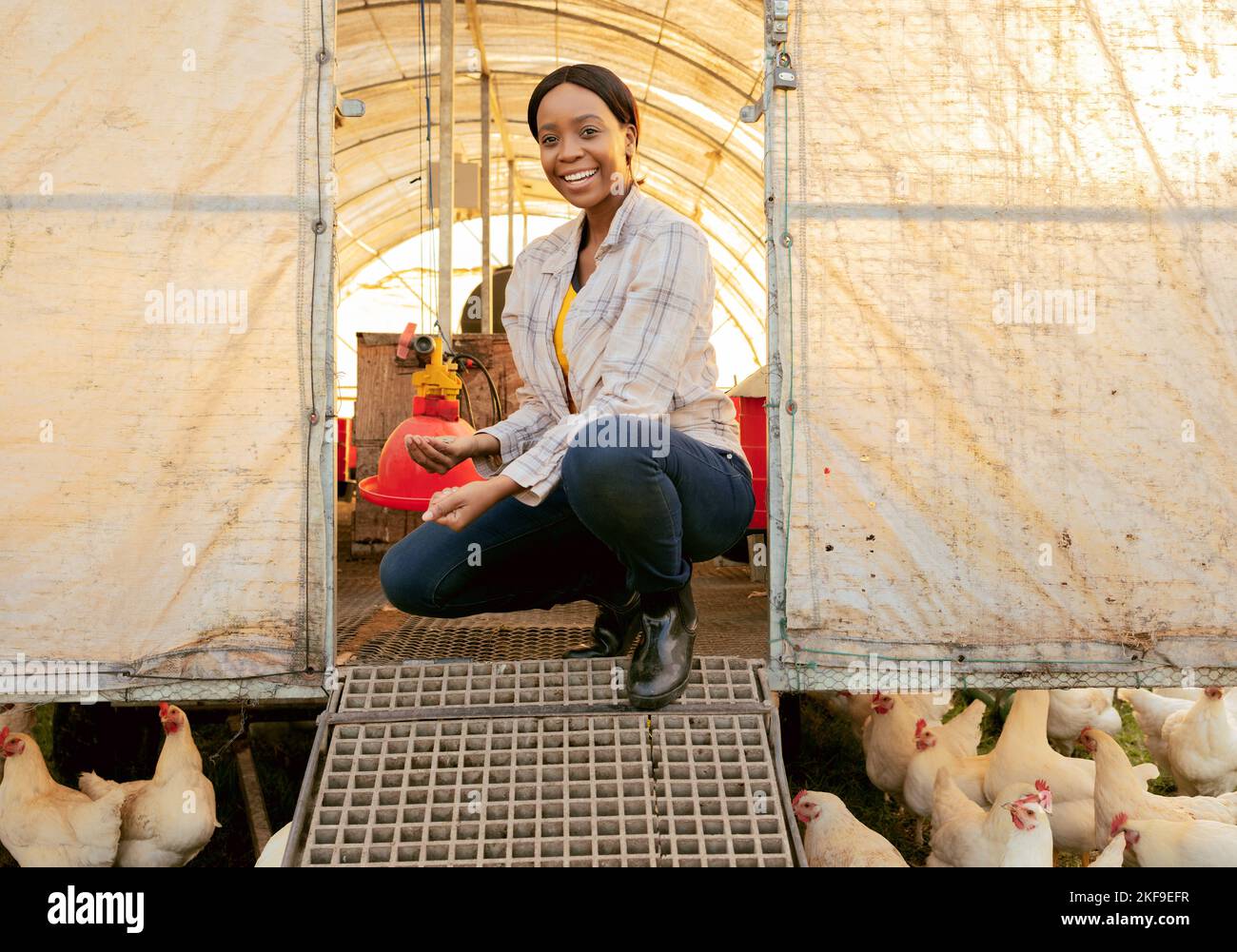 Ferme, agriculture et poulets avec une femme noire paysanne dans une coop de poulet tout en cultivant pour la durabilité. Campagne, agricole et avicole Banque D'Images