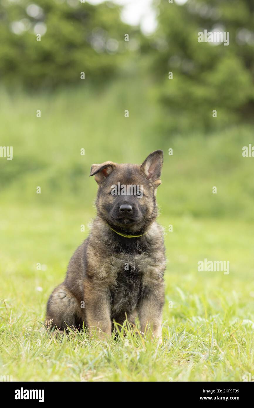 Chien de berger assis Banque D'Images