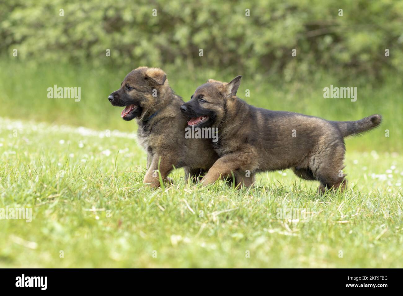 Puppies de berger de course à pied GDR Banque D'Images
