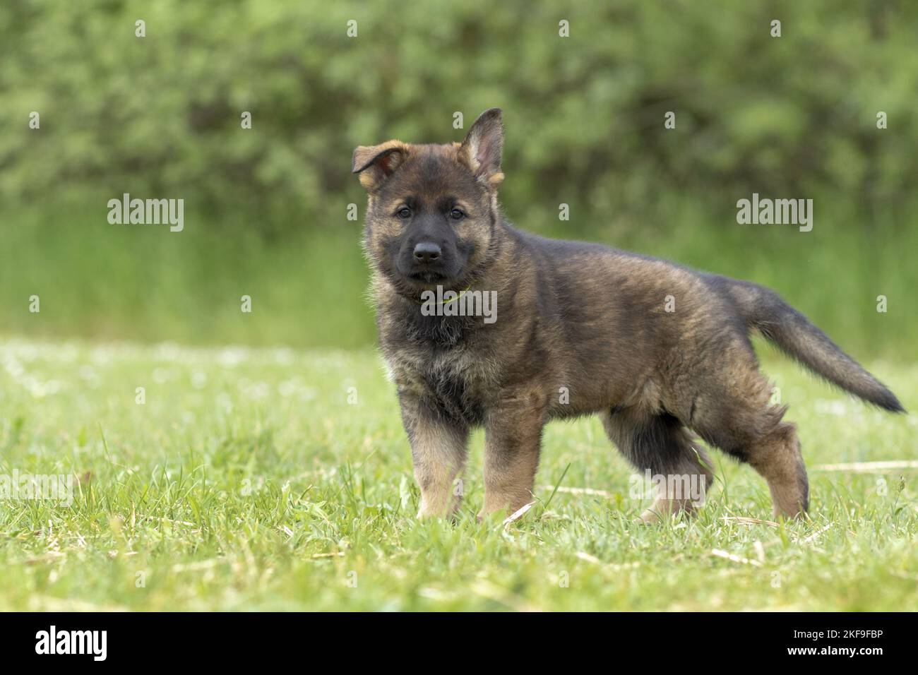 chien berger debout Banque D'Images