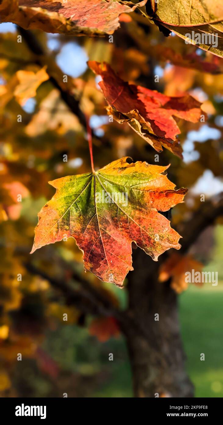 Feuille d'érable d'automne multicolore sur un arbre. Arrière-plan vertical. Automne nature concept. Banque D'Images