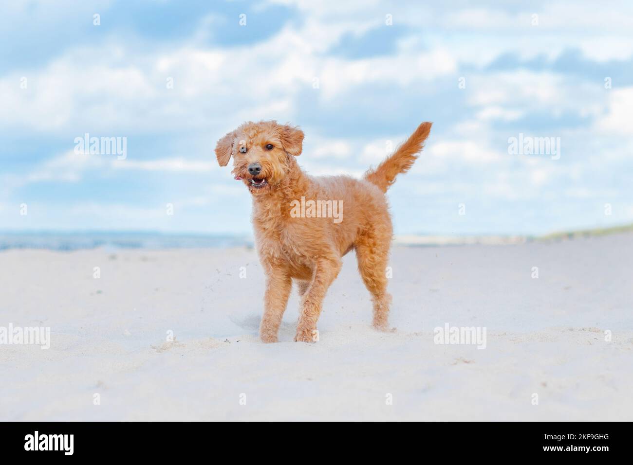 Labradoodle Banque D'Images