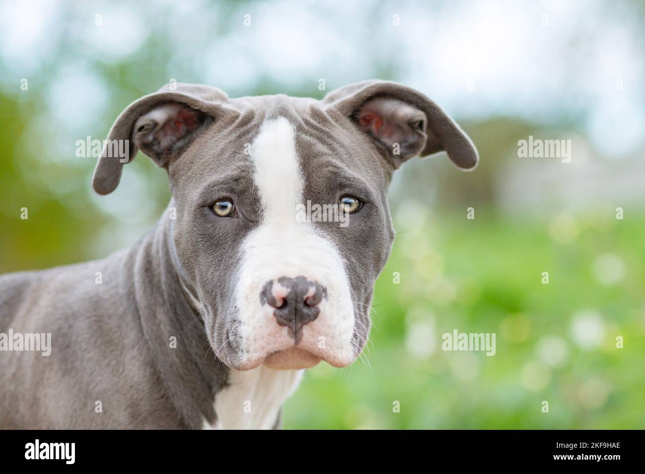 American Bully Banque D'Images
