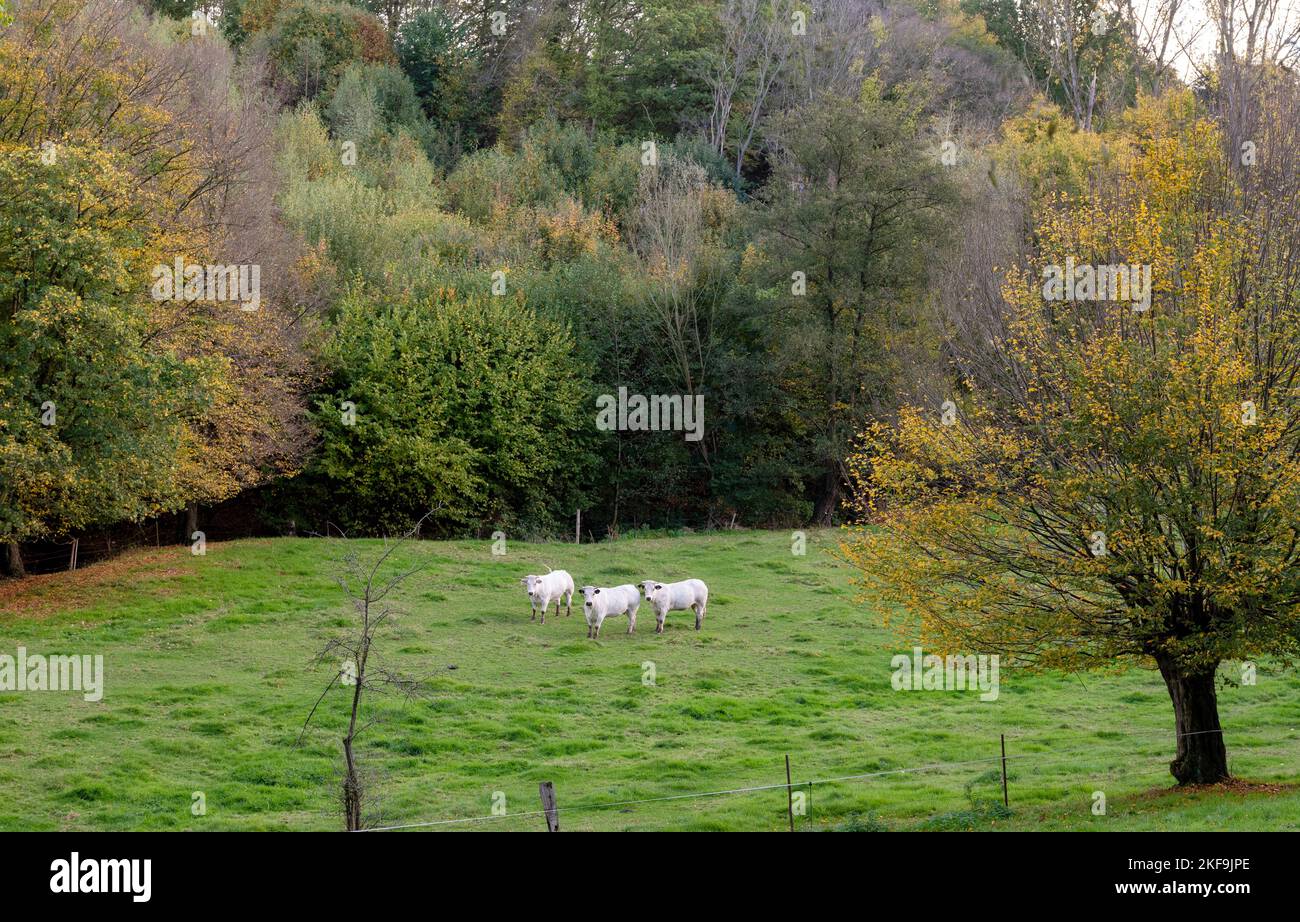 trois vaches blanches dans la vallée entre charleroi et bruxelles dans la campagne d'automne belge Banque D'Images
