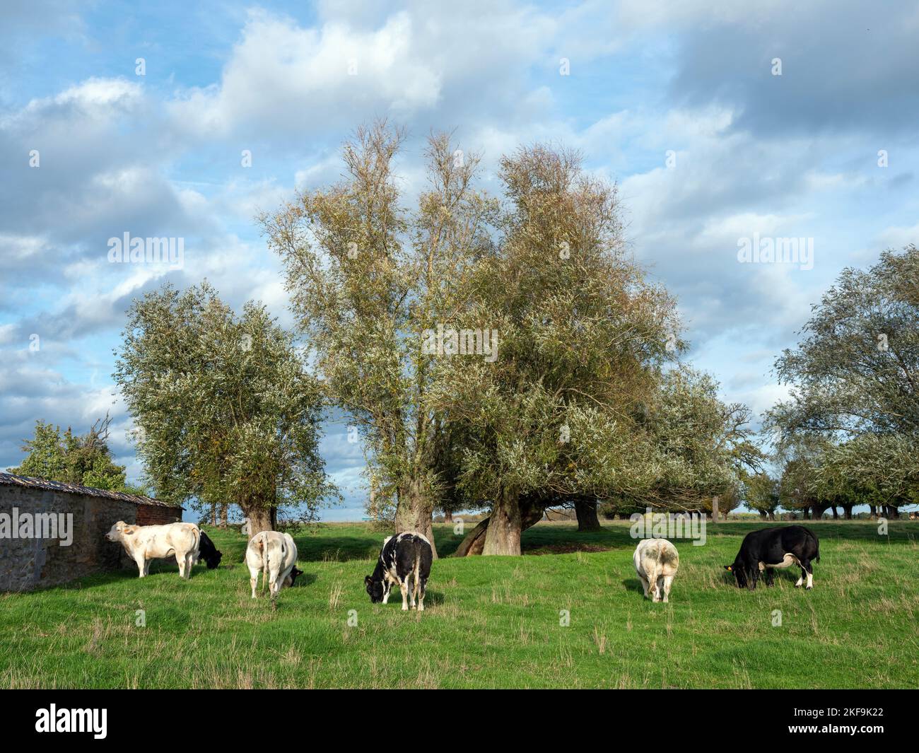 vaches et saules près de charlerois en belgique Banque D'Images