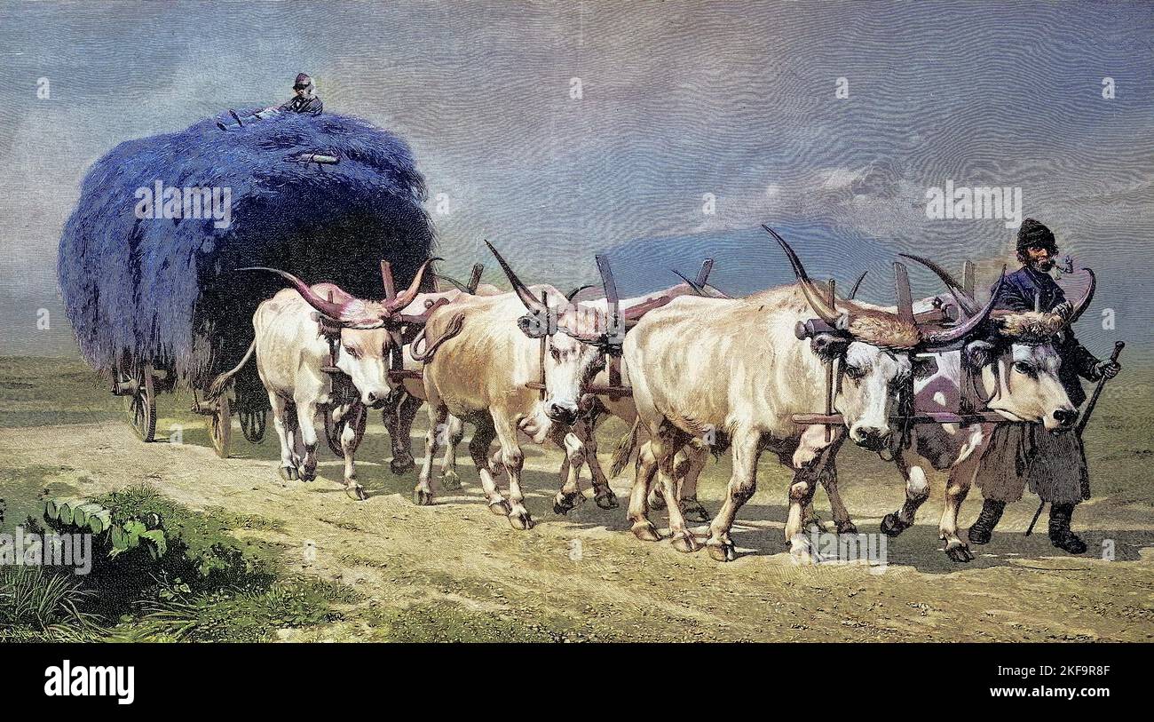 Heuernte im Jahre 1895 mit einem sechsspännigen Ochsengespann, Ungarn / Harvest, Haymaking en 1895 avec une équipe de six chevaux ox, Hongrie, Historisch, historique, numérique reproduction améliorée d'un original du 19th centu, genaues Originaldatum nicht bekannt Banque D'Images