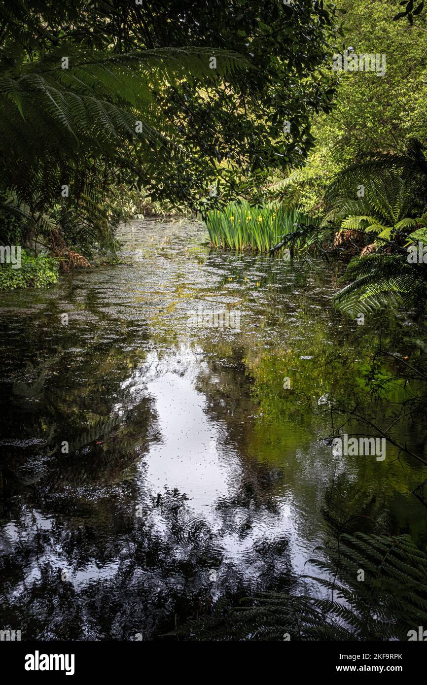 Un étang dans le jardin sauvage subtropical Penjjick à Cornwall. Penjerrick Garden est reconnu comme le véritable jardin de la jungle de Cornmuls en Angleterre au Royaume-Uni. Banque D'Images