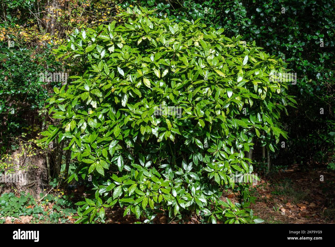 Aucuba japonais (Aucuba japonica) plante arbustive à fleurs de printemps, à feuilles persistantes, avec une fleur de printemps pourpre communément connue sous le nom de Laurier tacheté, pho de stock Banque D'Images