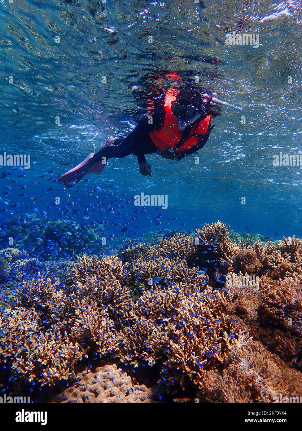 Indonesia Alor Island - Marine Life Woman snorkeling dans le récif de corail Banque D'Images