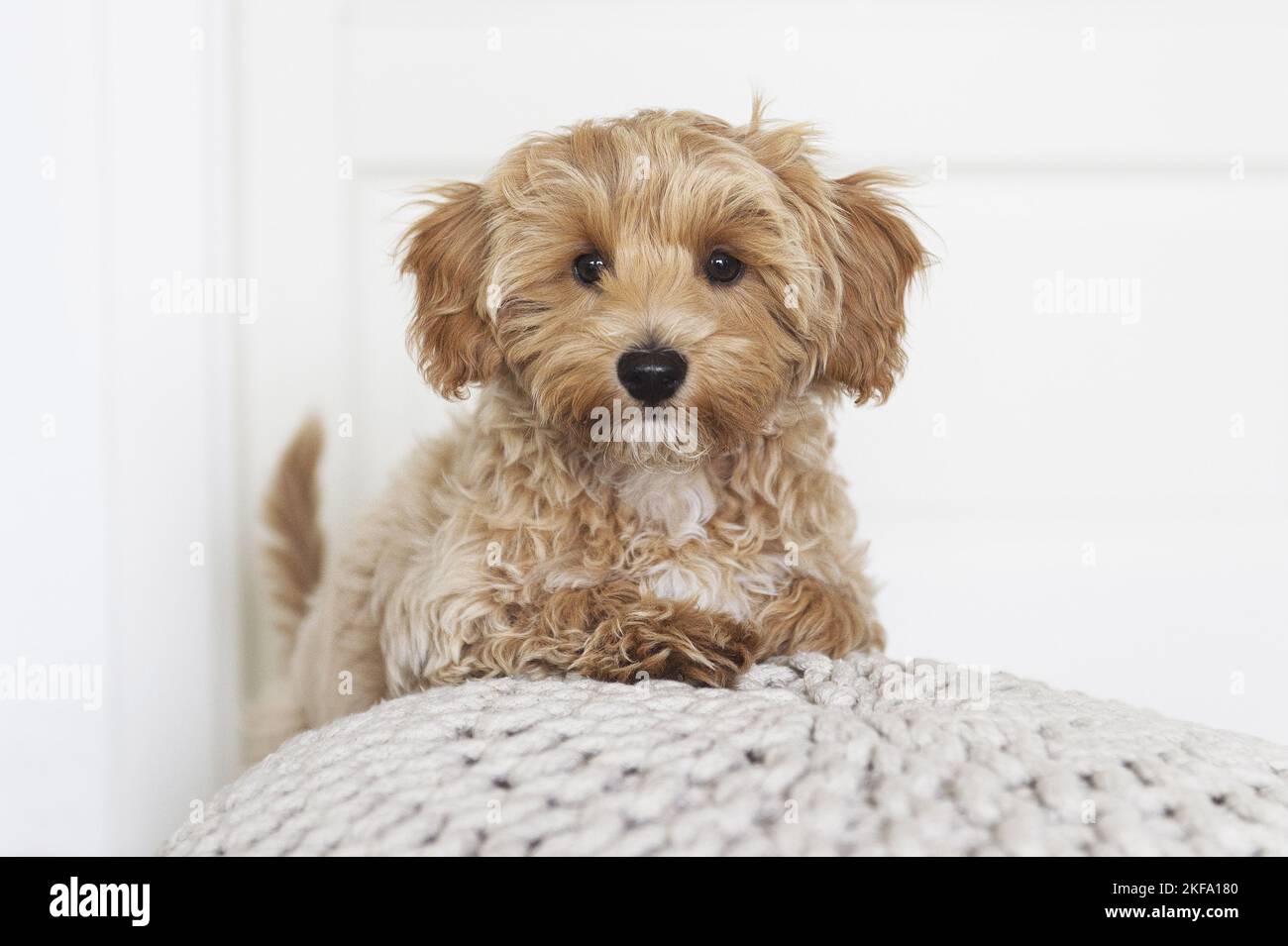 Petit chien maltipoo Photo Stock - Alamy