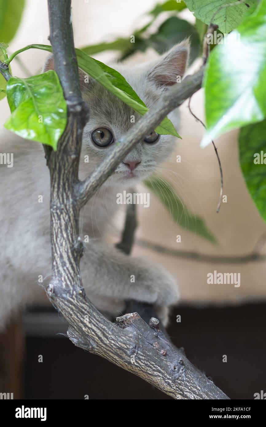 Chaton British Shorthair Banque D'Images