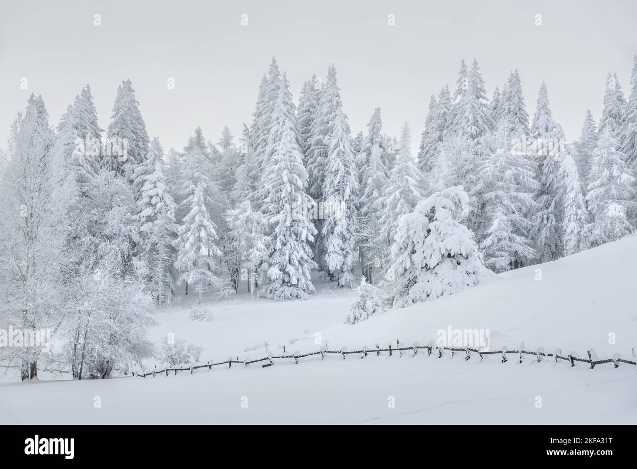 Forêt gelée de pins couverts de neige fraîche sur le plateau du Col Bayard à Champsaur. Hiver dans les Hautes-Alpes, Alpes, France Banque D'Images