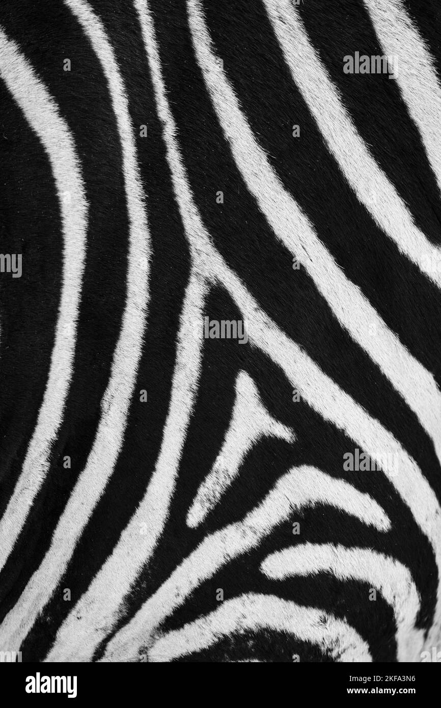 Image en gros plan à imprimé zèbre de la fourrure de l'animal avec des rayures noires et blanches. Magnifique motif et texture des cheveux. Livingstone, Zambie, Afrique Banque D'Images