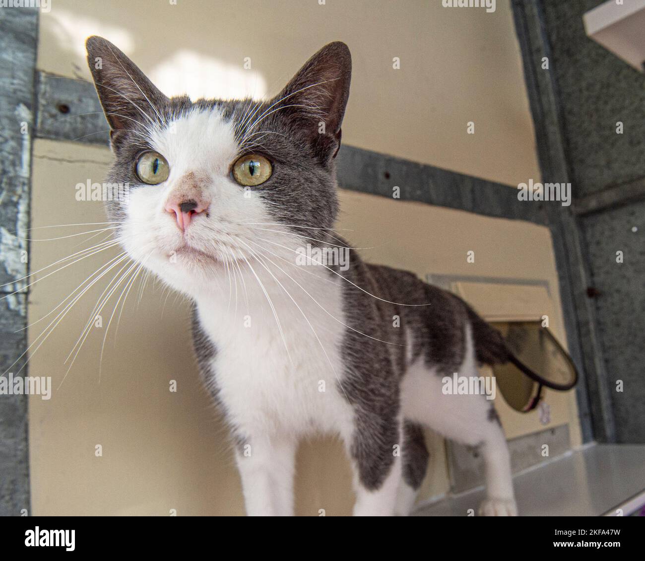 chat curieux Banque D'Images