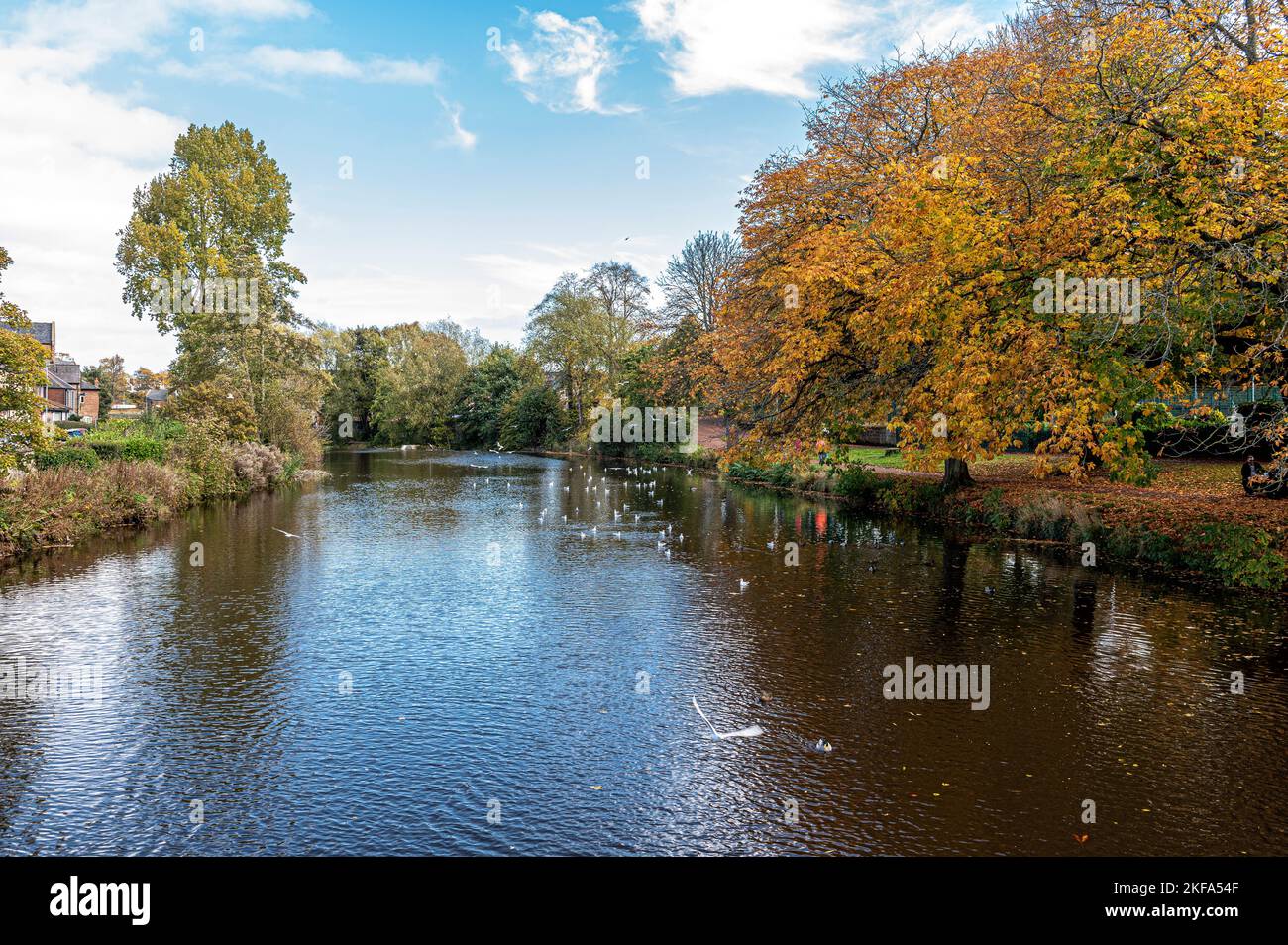 Temps d'automne le long de la rivière Wansbeck à Morpeth Northberlan royaume-uni Banque D'Images
