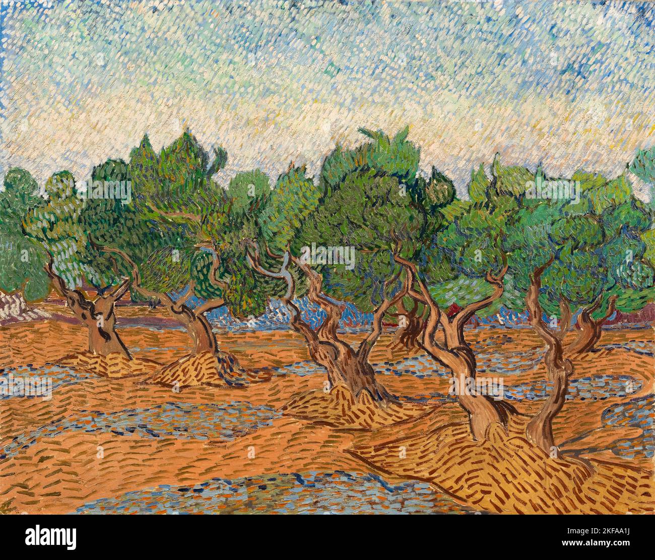 Vincent van Gogh paysage peinture, Olive Grove, huile sur toile, 1889 Banque D'Images