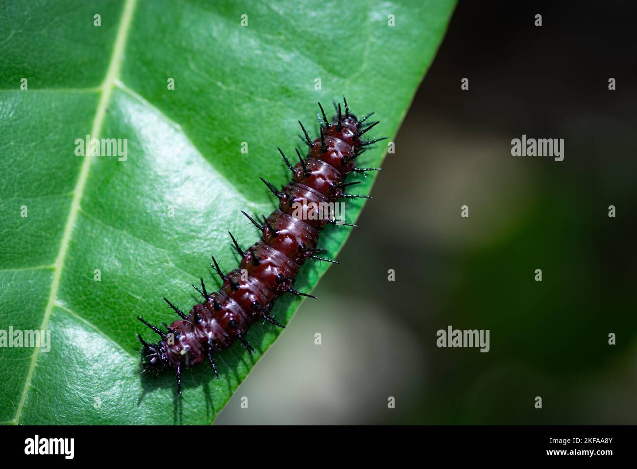 Photo macro d'une jeune chenille sur une feuille sur un fond flou Banque D'Images