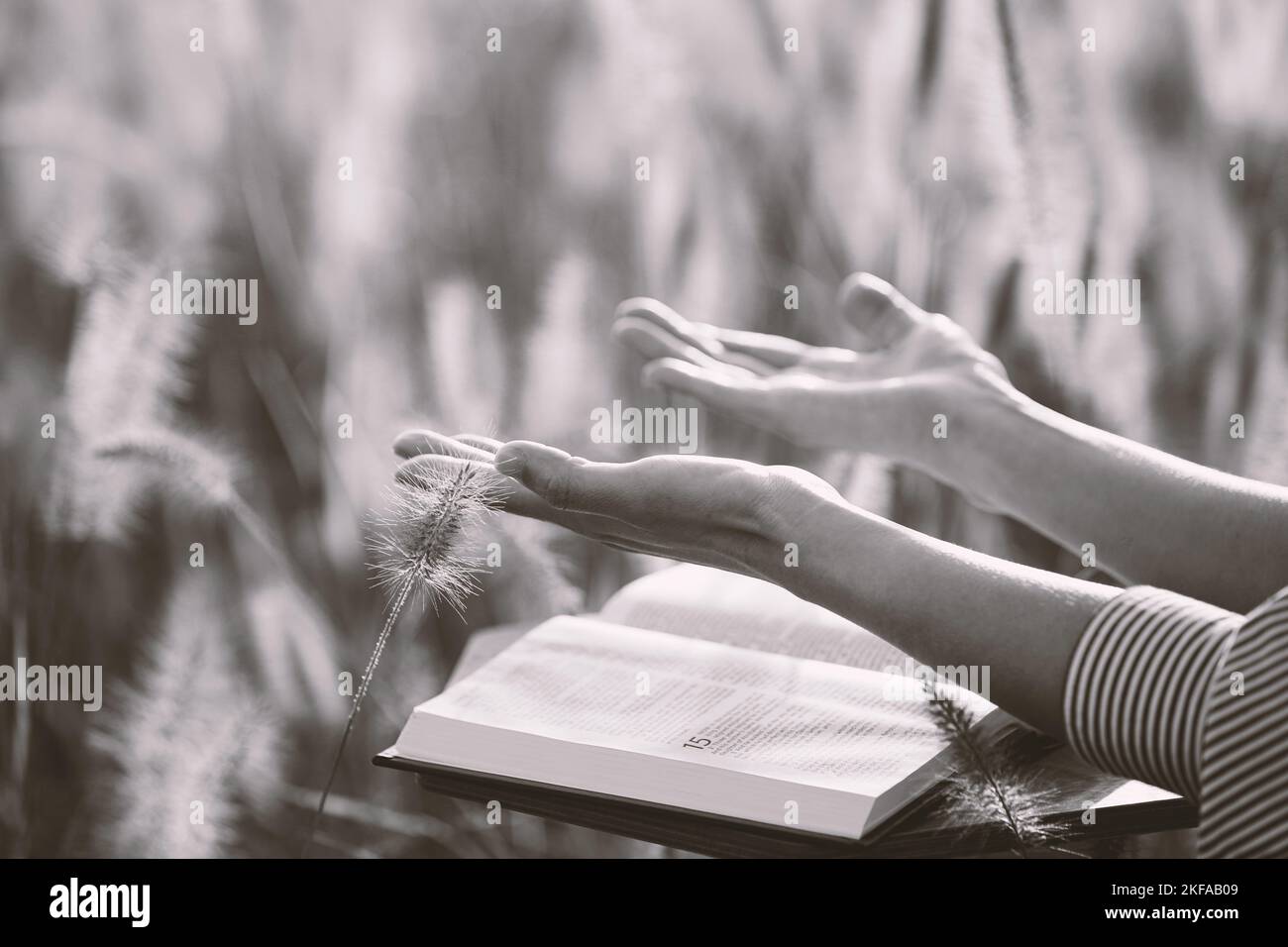 Une chrétienne levant les mains dans la prière tout en lisant la bible dans un domaine paisible de roseau et d'orge, le jour d'automne ensoleillé Banque D'Images