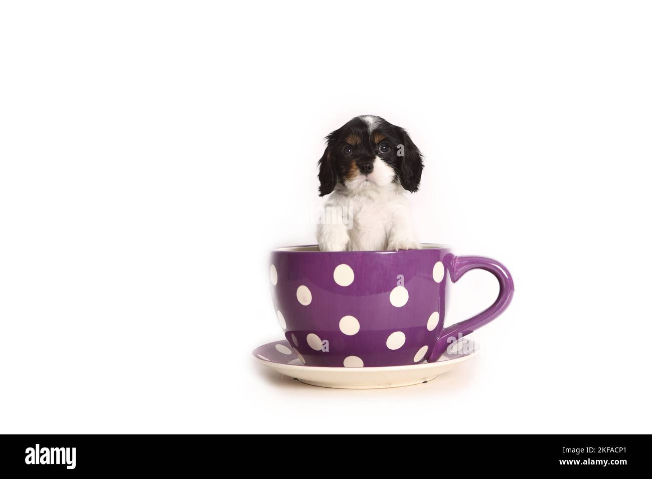 Cavalier King Charles chiots dans une tasse Banque D'Images