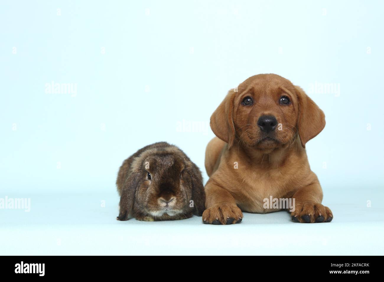 Chien et lapin Banque D'Images
