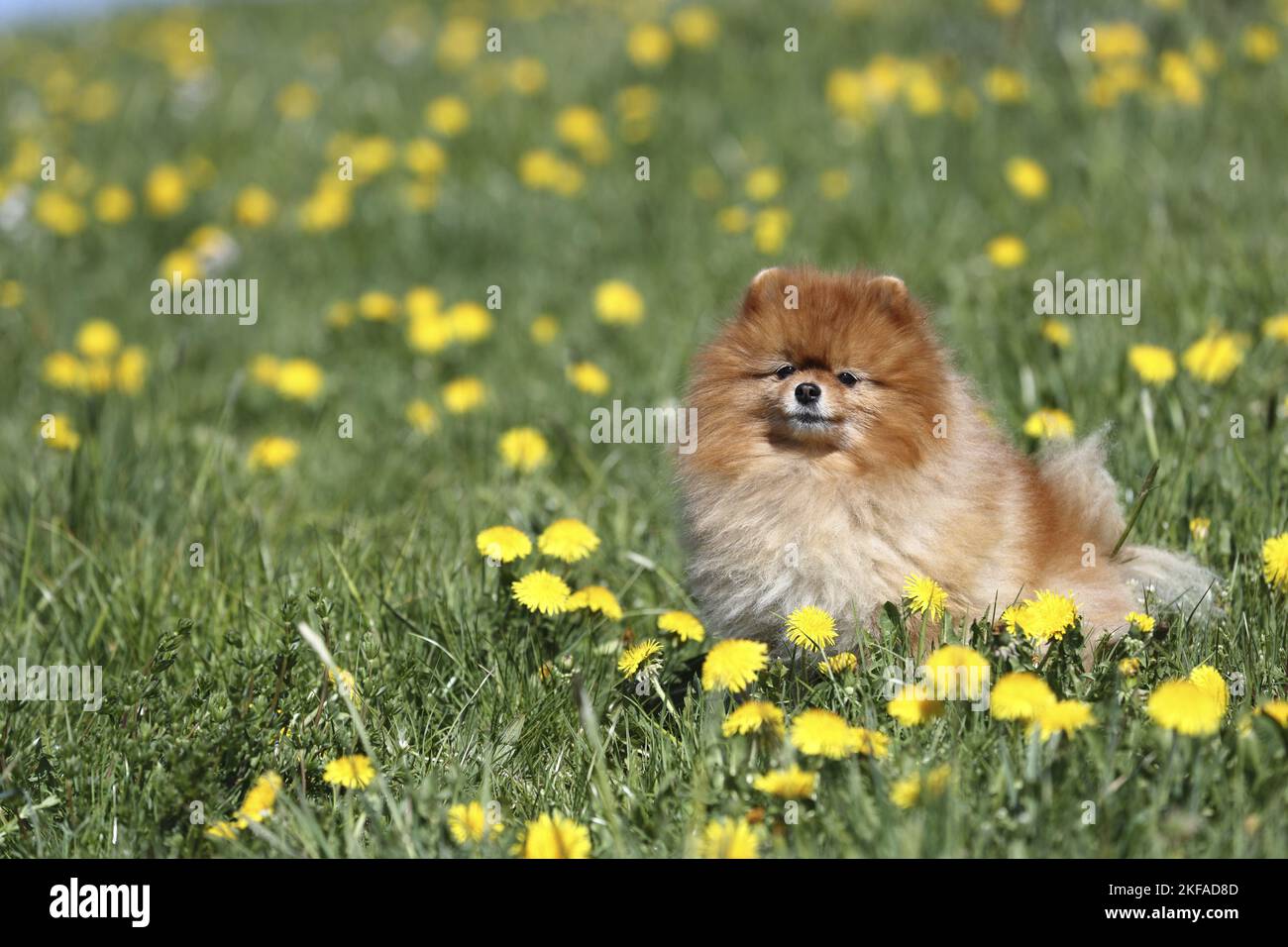 Pomeranian assis Banque D'Images