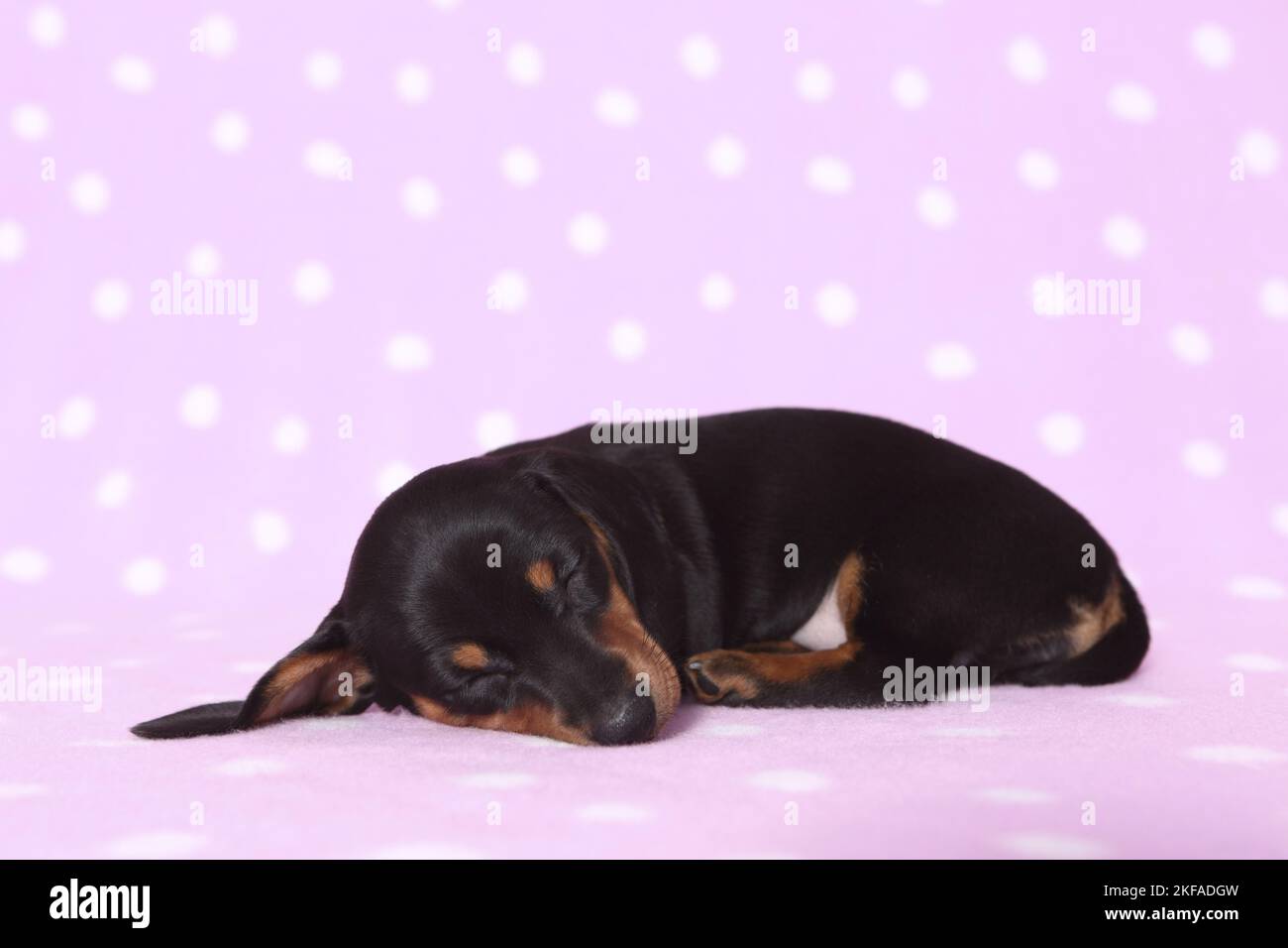 Chien de Dachshund miniature américain Banque D'Images