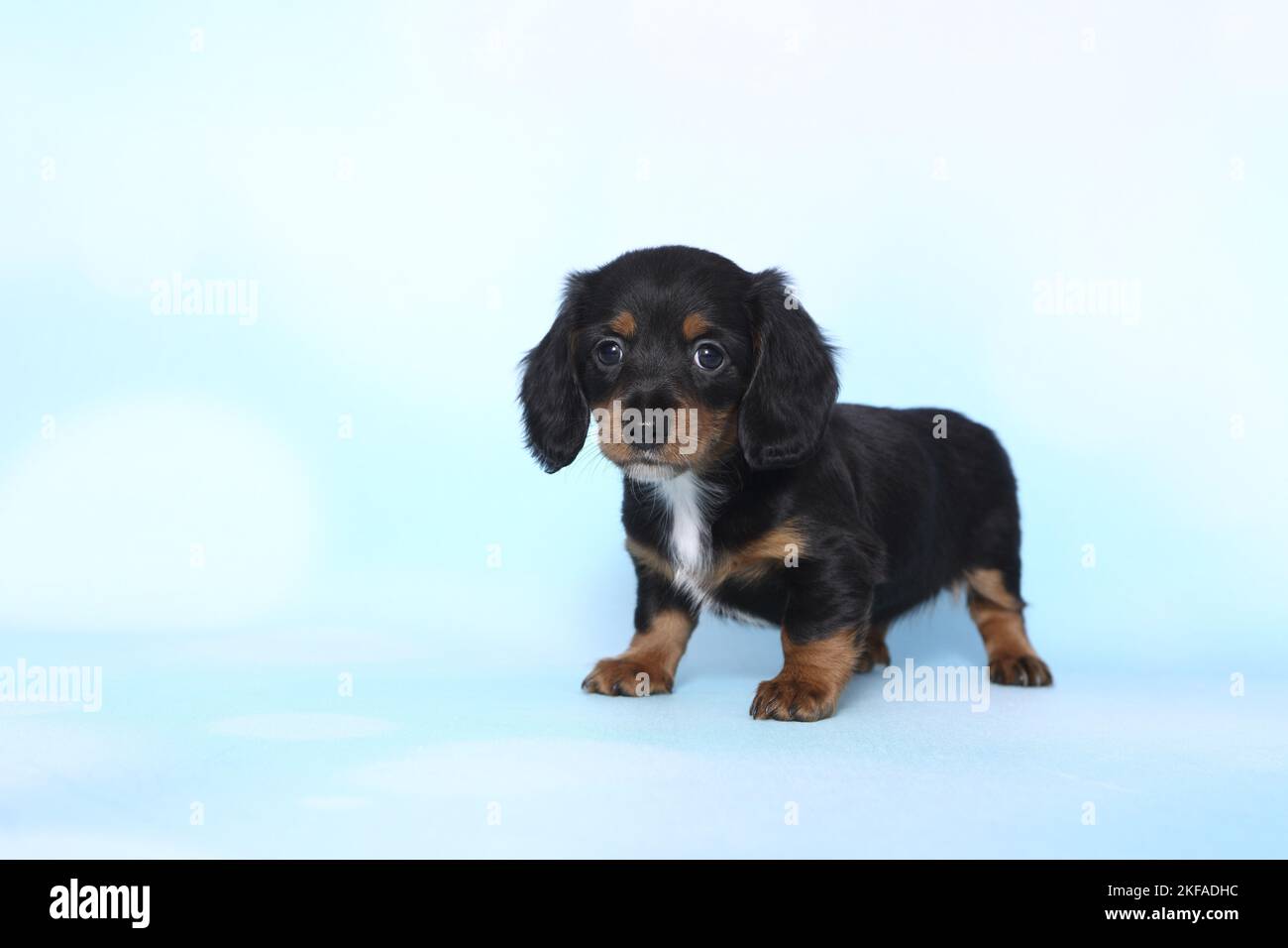 Chien de Dachshund miniature américain Banque D'Images