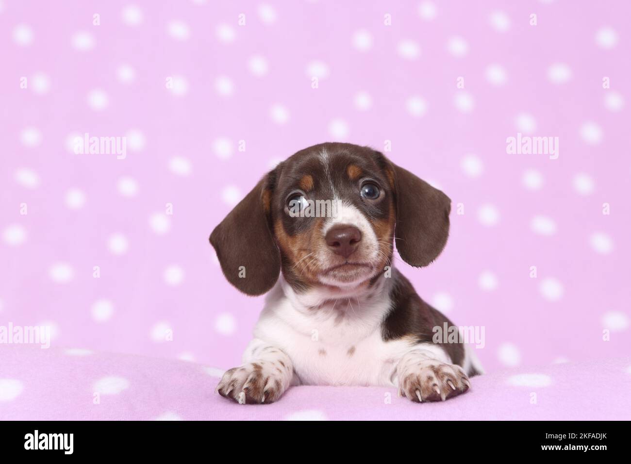 Chien de Dachshund miniature américain Banque D'Images