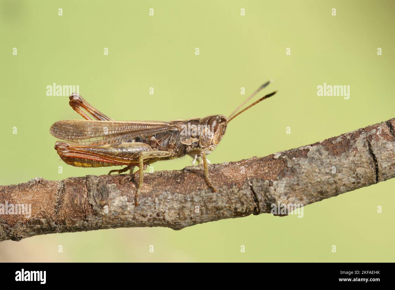 Gros plan détaillé sur un sauterelle de couleur brune adulte de couleur européenne, Gomphocerippus rufus Banque D'Images