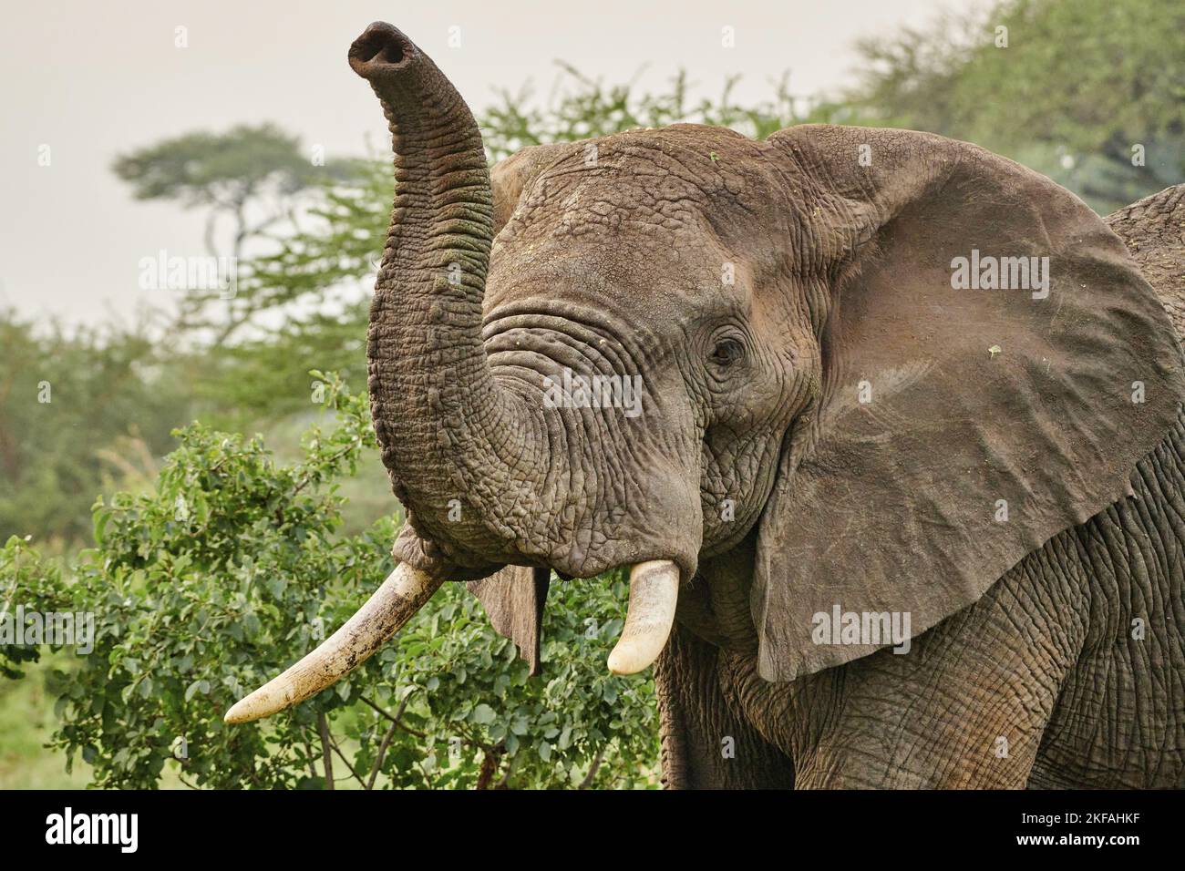 Portrait de l'Eléphant d'Afrique Banque D'Images