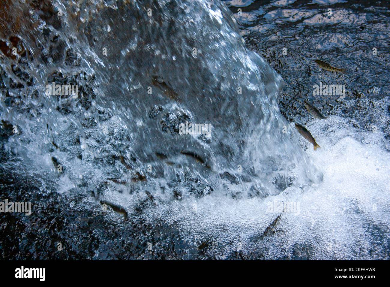Truite sautant l'eau en cascade dans un ruisseau photographié dans les montagnes du Taurus, golfe d'Antalya. Péninsule anatolienne, Anatolie, Turquie Banque D'Images