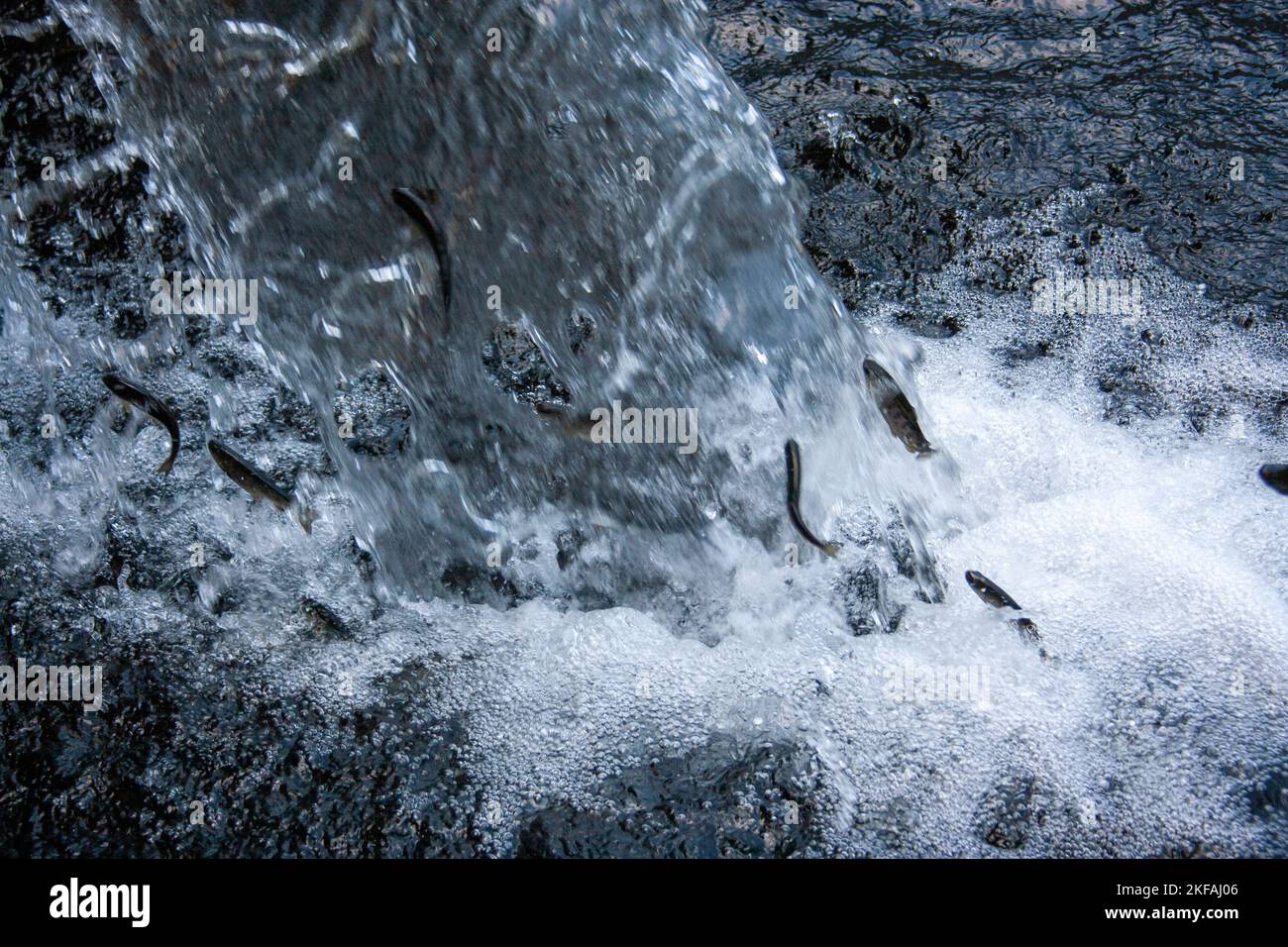 Truite sautant l'eau en cascade dans un ruisseau photographié dans les montagnes du Taurus, golfe d'Antalya. Péninsule anatolienne, Anatolie, Turquie Banque D'Images