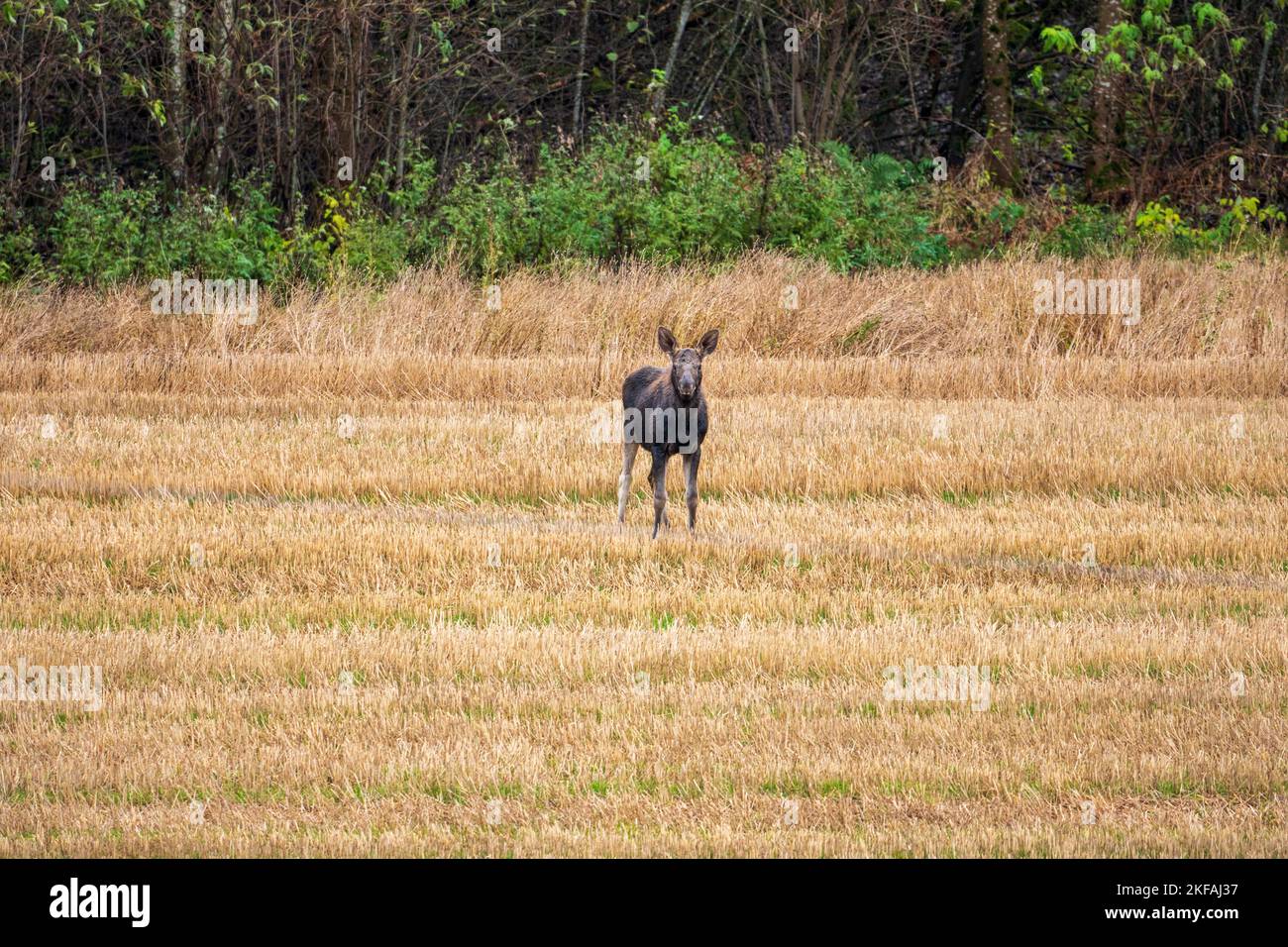 Un beau cerf debout dans un champ Banque D'Images